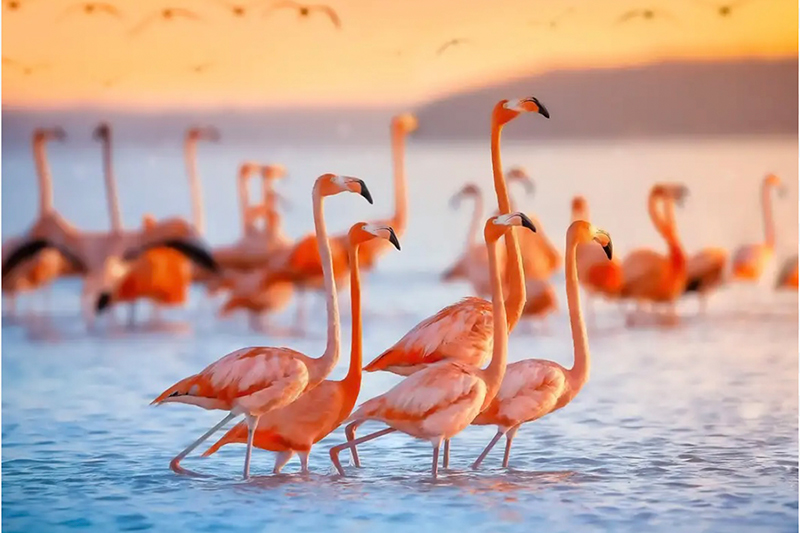 Flamingo Route Tour