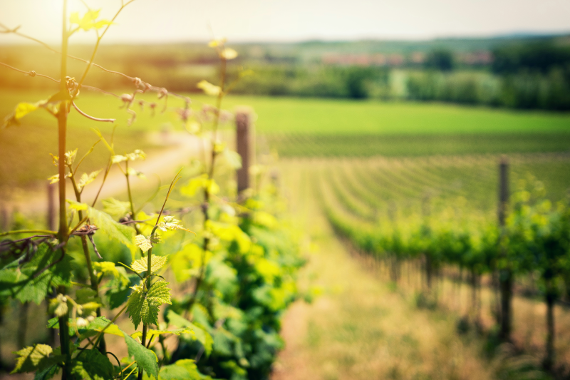 western cape image 3